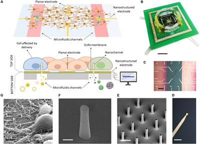 Microfluidic Multielectrode Arrays for Spatially Localized Drug Delivery and Electrical Recordings of Primary Neuronal Cultures